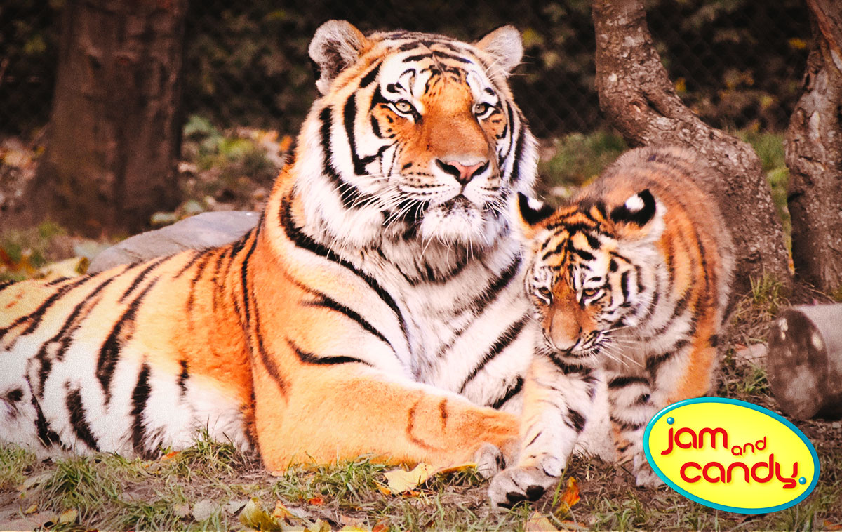 International Tiger Day