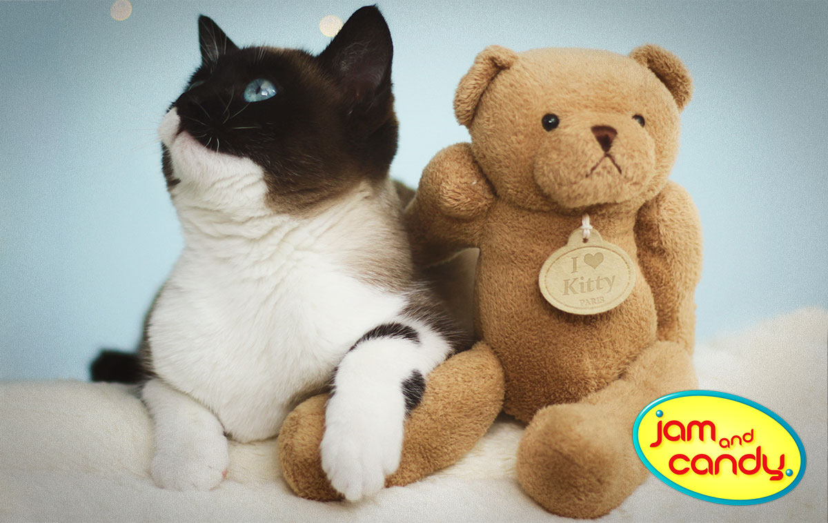 #NationalTeddyBearDay