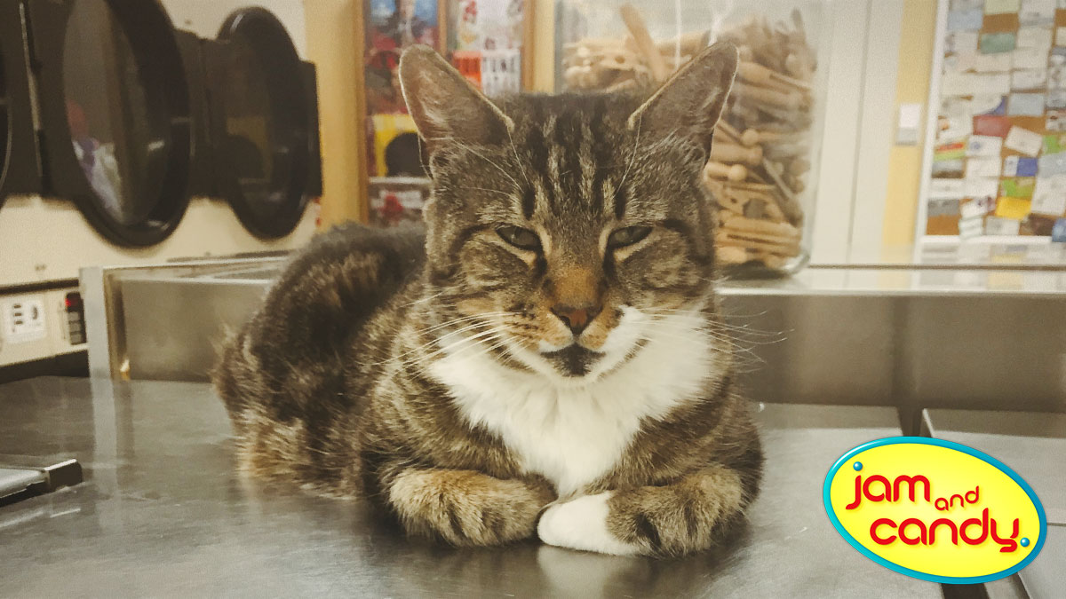 Laundr-o-Cat