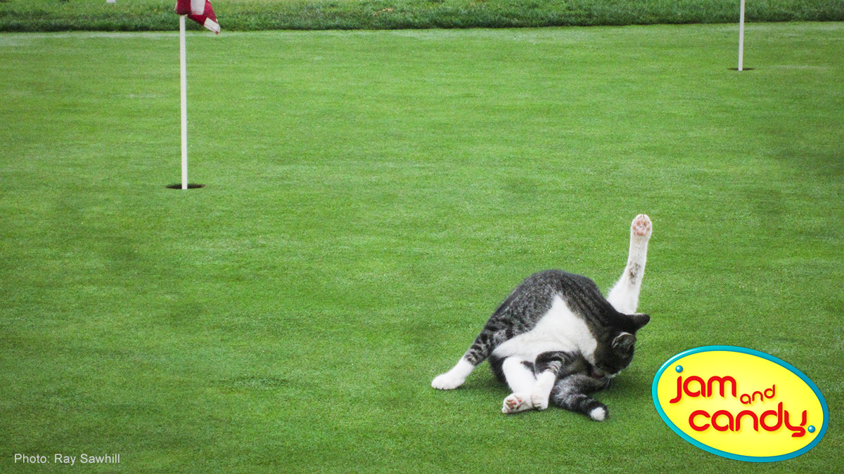I have a cattie who carries my clubs.