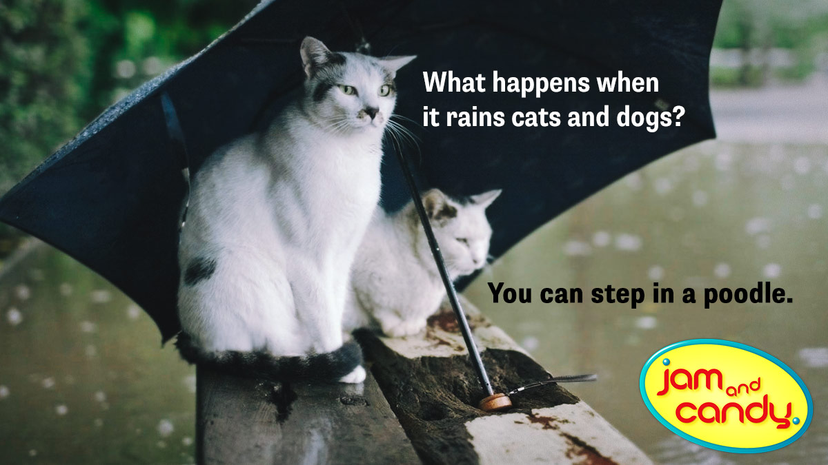 This joke has me feline fine!