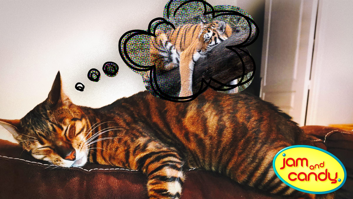 International Tiger Day