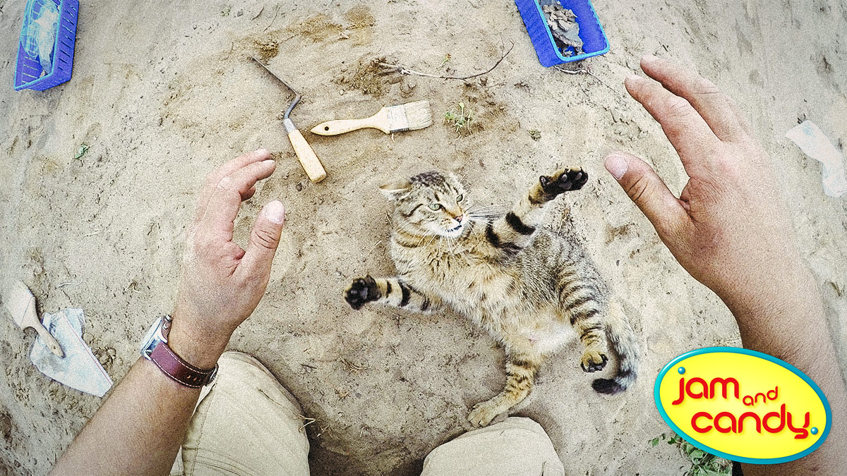 Cats and humans share 90% of their DNA
