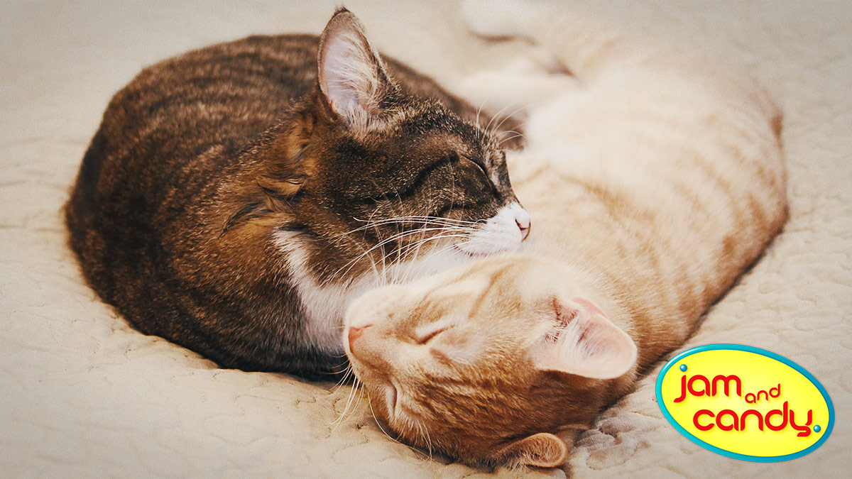 Catrimony