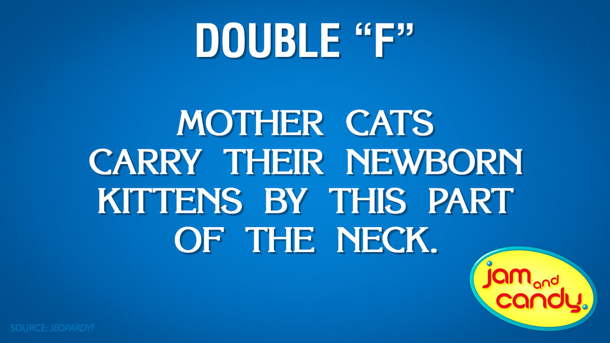 Two Class Cats Acts