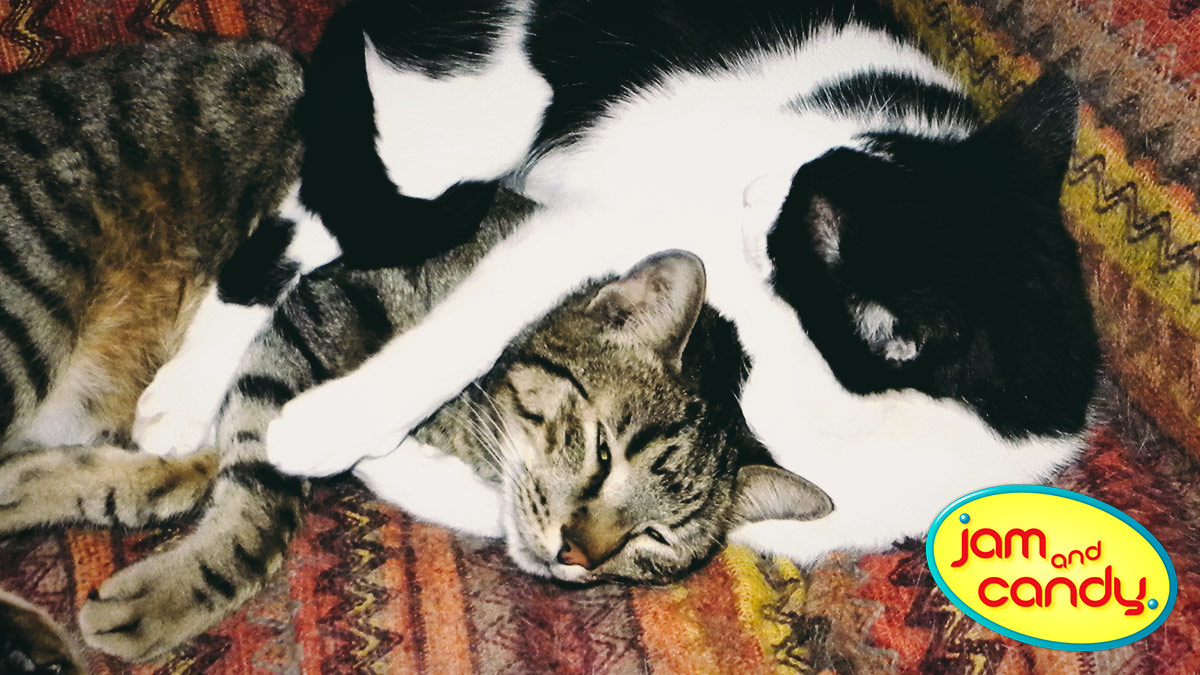 Purrfect love