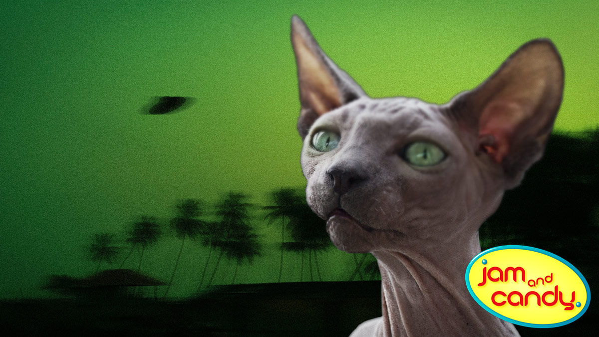 Unidentified Feline Objects