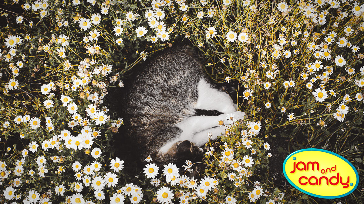A Flop on the Wild Side