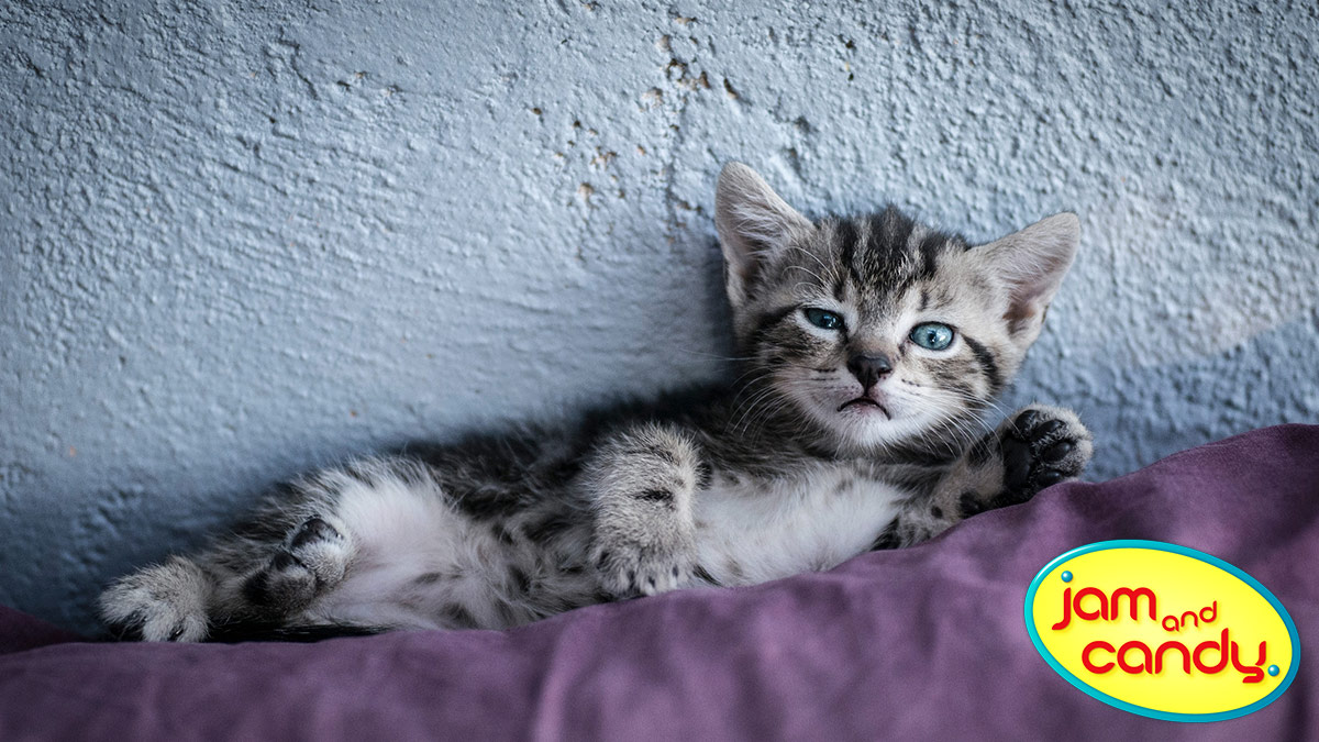 Cute Overload