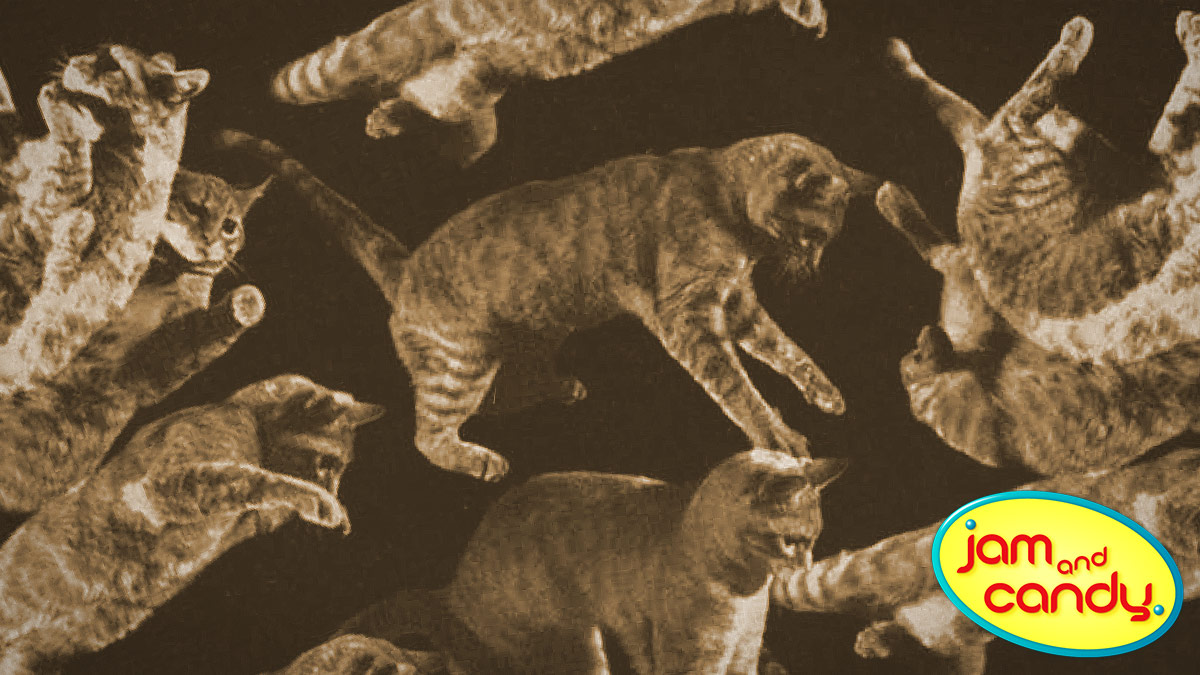 Cat descending a staircase