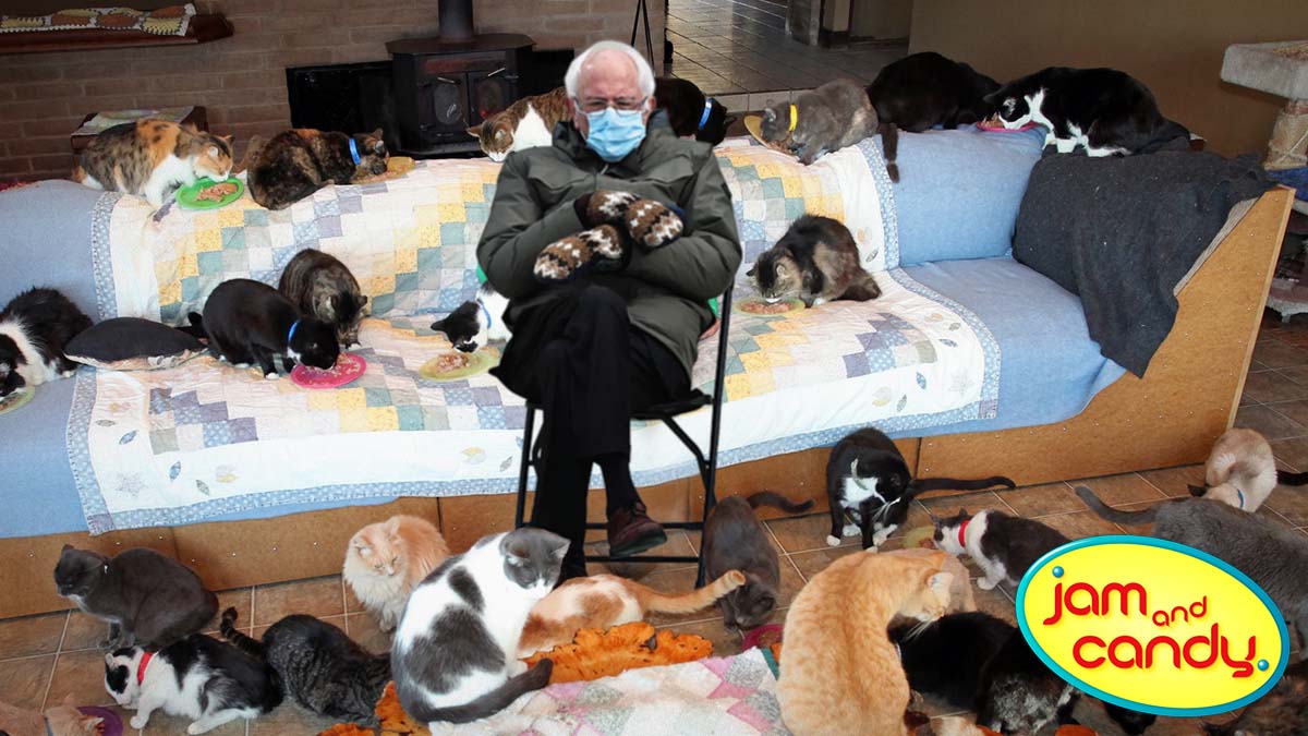 Bernie's Kittens