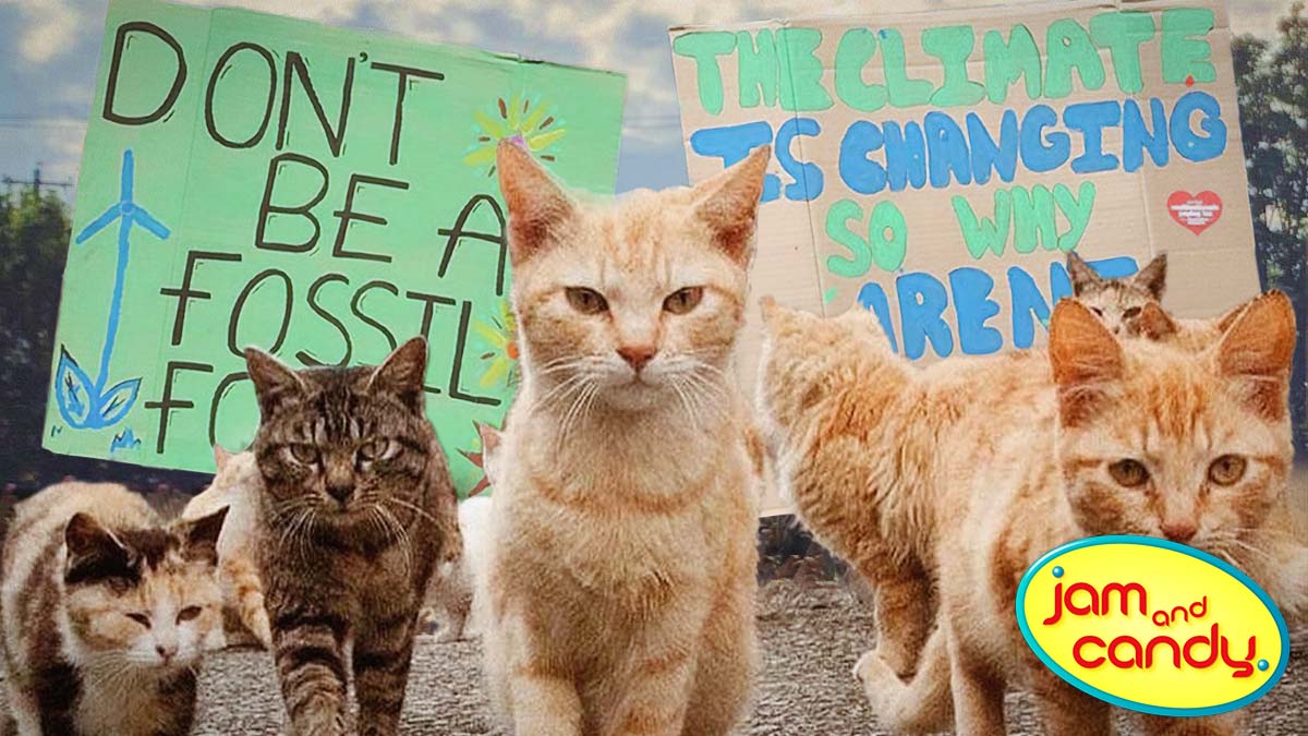 When do we want it? Meow!