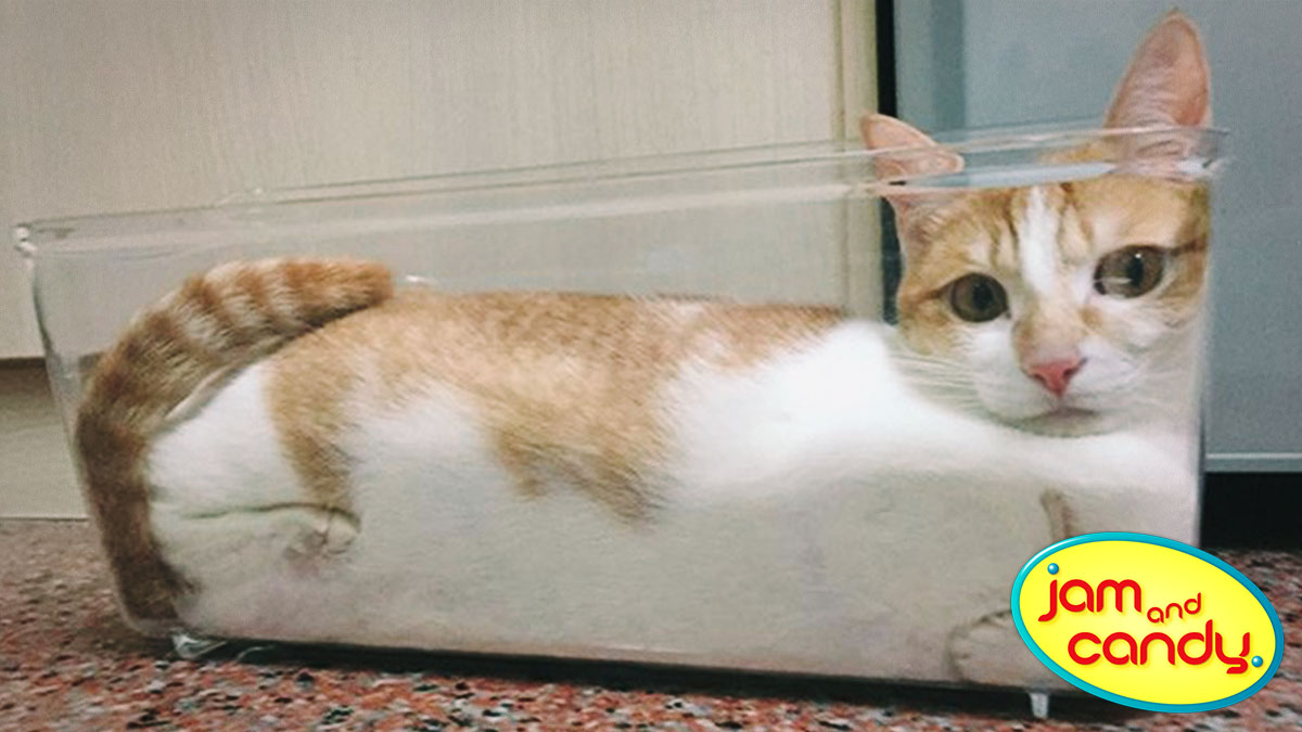 National Absurdity Day