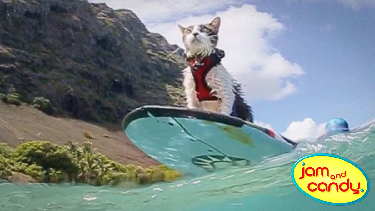 CAT-ch a wave!