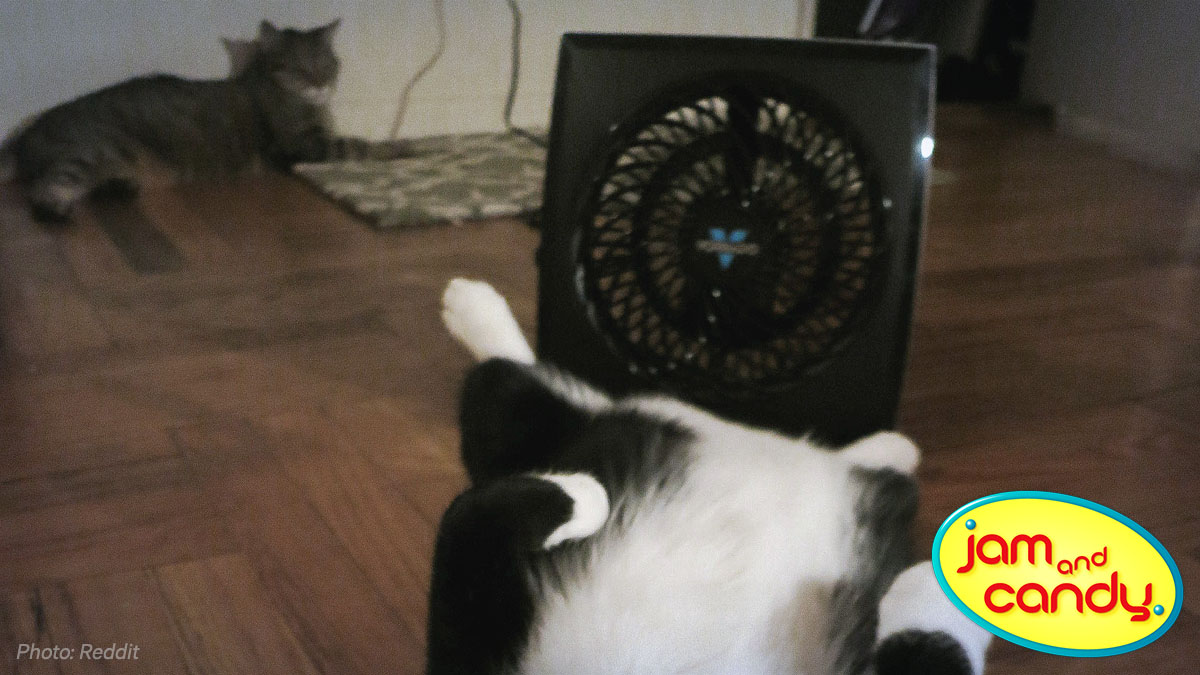 Kool cats and kittens