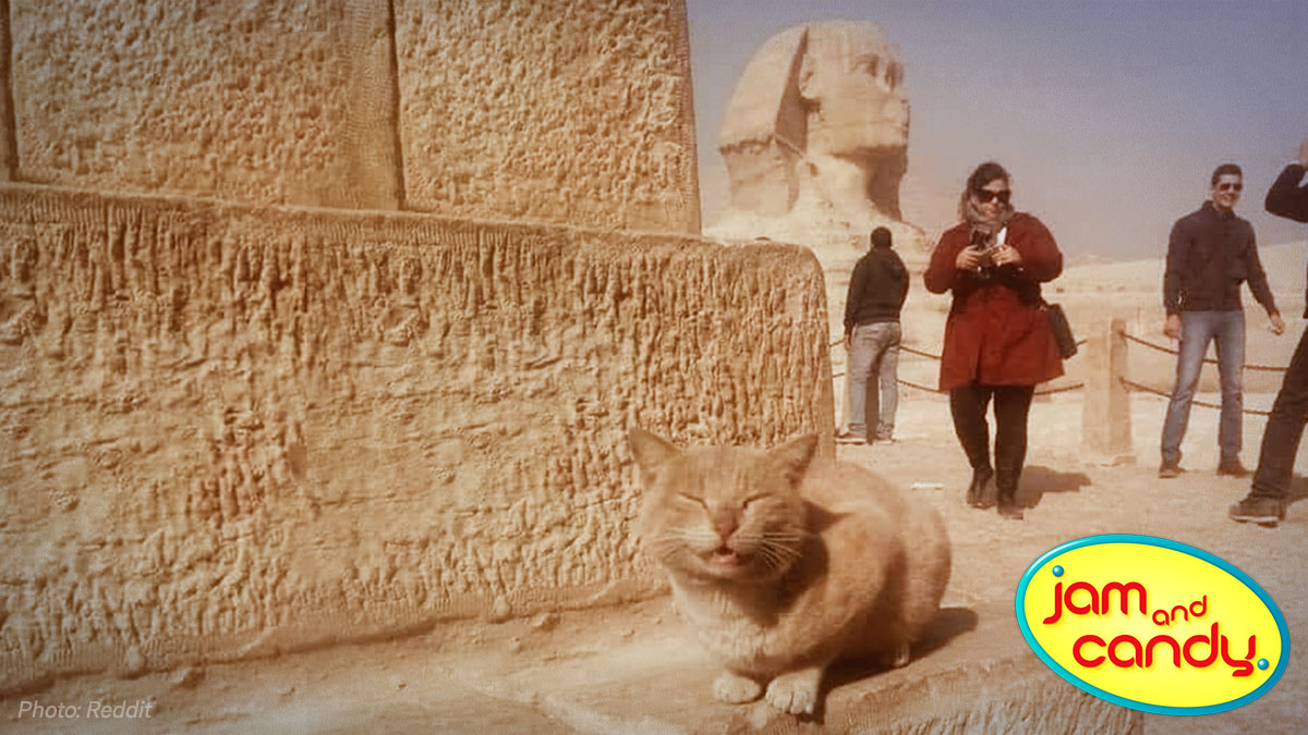 Which is the creature that four feet in the morning and meows all night?