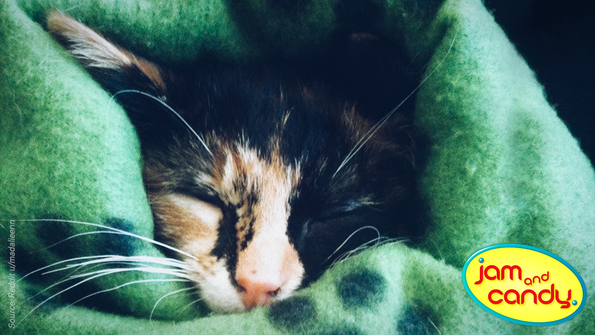 Winterize your cats!