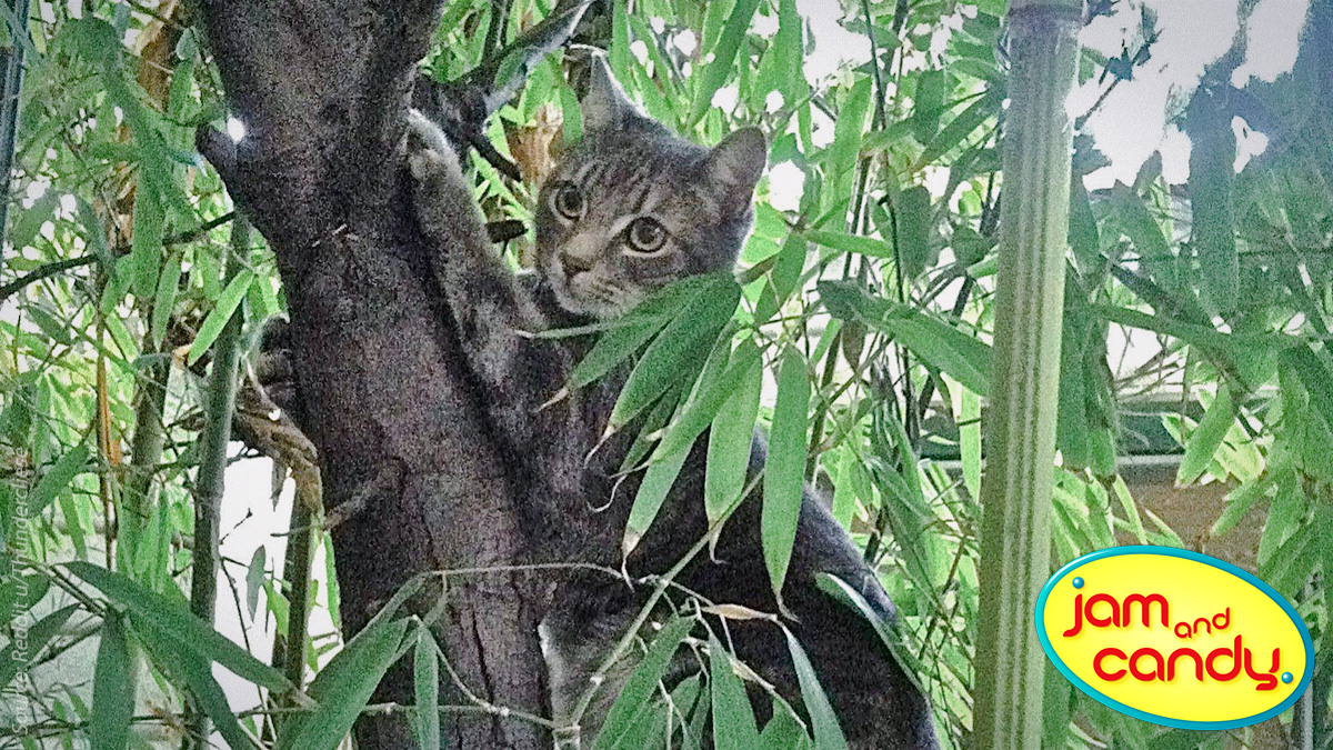 I’ll be the best ape ever!